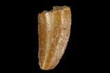 Bargain, Serrated, Raptor Tooth - Real Dinosaur Tooth #115963-1
